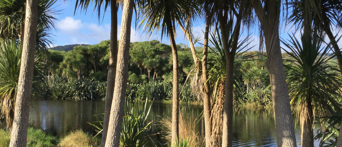 Kouka cabbage trees thriving in southern wetlands at QE2 Regional Park Kapiti.
