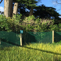 Friends of QE Park Kapiti Trust supporting forest regeneration at Kapiti Coast